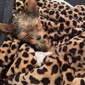 Meet your Posher, Roxy